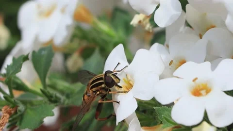 Insect hoverfly Helophilus pendulus on white flower Stock Footage 231035798