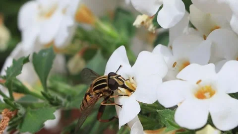 Insect hoverfly Helophilus pendulus on white flower Stock Footage 241893967