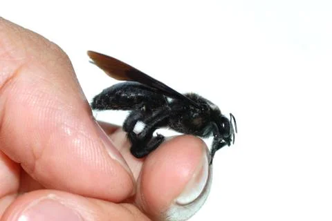 Insect humble bee on hand Stock-Fotos