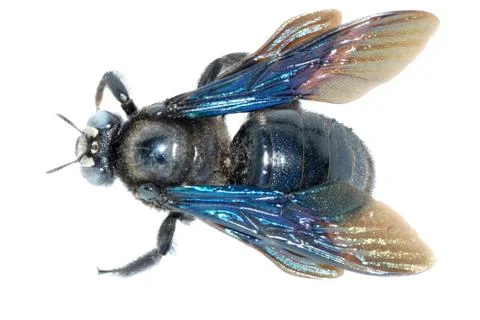 Insect humble bee macro Foto stock