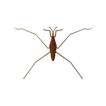 Insect icon in flat style isolated on white background. Vector Stock Illustration