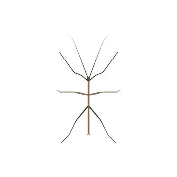 Insect icon in flat style isolated on white background. Vector illustration Stock Illustration