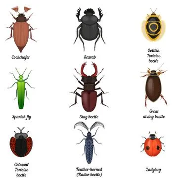 Insect icons set. Beetle bug icon entomological collection. Top view of beetles Stock Illustration
