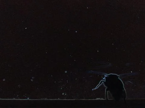 Insect II Foto stock