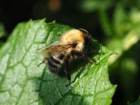 Insect image, macro photography. Stock Photos