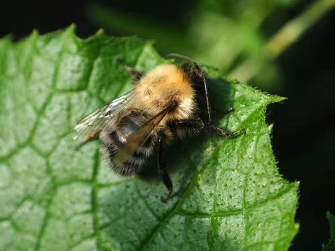 Insect image, macro photography. Stock Photos