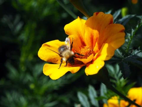 Insect image, macro photography. Stock Photos