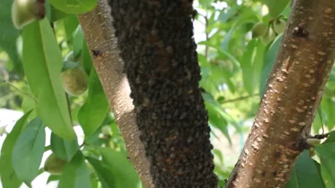 Insect infestation on a peach tree Stock Footage 242756703