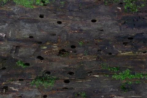 Insect-Infested Log Texture 스톡 사진