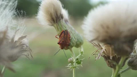An insect insect on top of a flower. Carpocoris mediterreneus Video stock 234825110