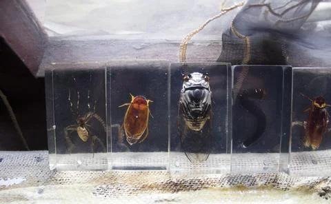 Insect inside a glass casing Stock Photos