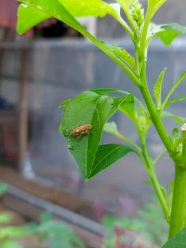 Insect interaction with leafy spinach plant in nature Stock Photos