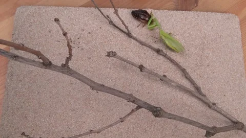 Insect Interaction observed on a Natural Textured Surface in their Habitat and Stock Footage 318413659