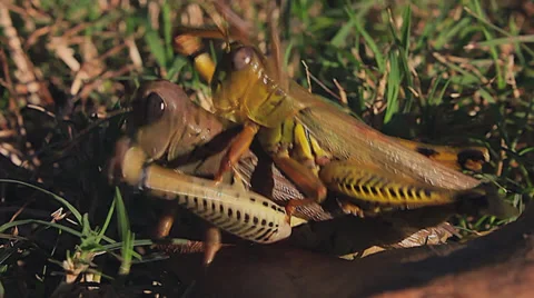 Insect Intercourse Stock Footage 32516466