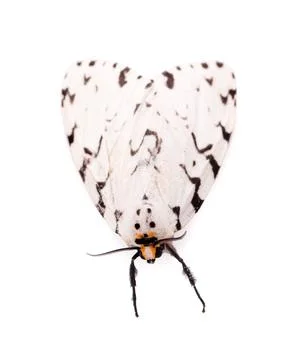 Insect isolated on white background Stock Photos