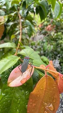 Insect on jabuticaba leaf Foto stock