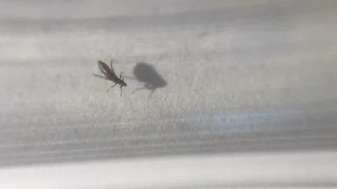 Insect. jumping flea Stock Footage 101837899