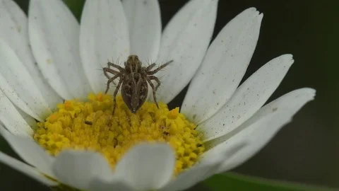 Insect Jumping spider family sits on flower chamomile and wobbles in wind macro Stock Footage