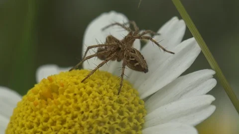 Insect Jumping spider family sits on flower chamomile and wobbles in wind macro Stock Footage