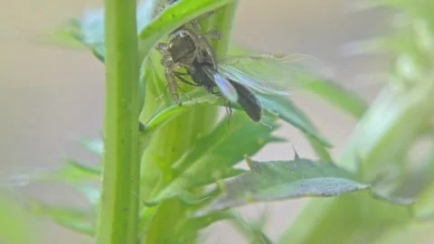 Insect jumping spider with prey in its pedipalps on a plant Stock Footage 259821834