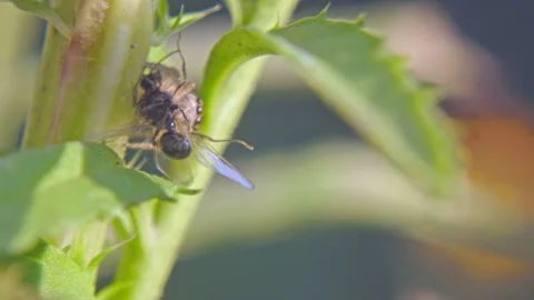 Insect jumping spider with prey in its pedipalps on a plant Stock Footage 259821900