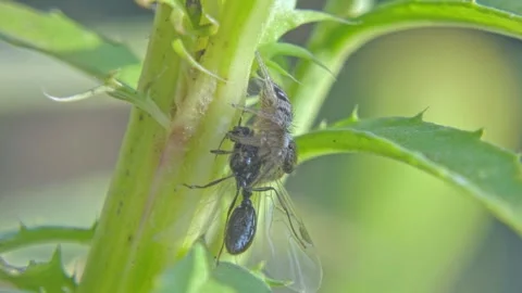 Insect jumping spider with prey in its pedipalps on a plant Stock Footage 259822214