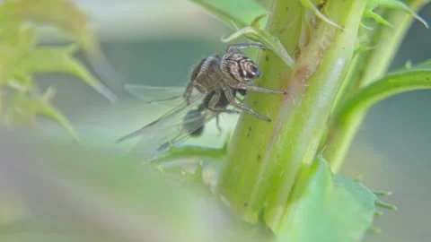 Insect jumping spider with prey in its pedipalps on a plant Stock Footage 259822409