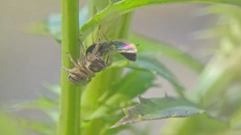 Insect jumping spider with prey in its pedipalps on a plant Stock Footage 259822595