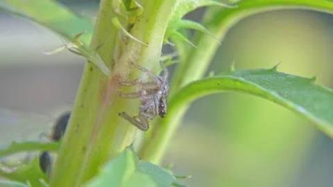 Insect jumping spider with prey in its pedipalps on a plant Stock Footage 259823038