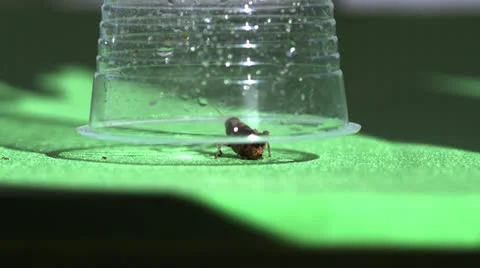 INSECT JUMPS SLOW MOTION Stock Footage 25288493