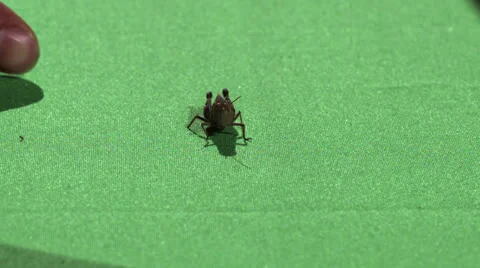 INSECT JUMPS SLOW MOTION (GREEN SCREEN) Video stock 25281637