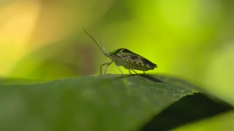 Insect on jungle foliage Stock Footage 94223485