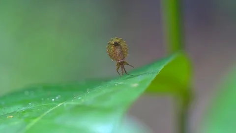 Insect on jungle foliage Stock Footage 94945611