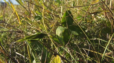 Insect katydid in the grass Stock Footage 45277577