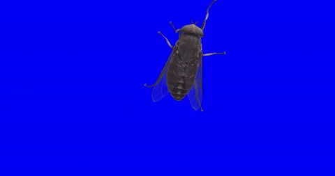 Insect keying Vidéo 143085445