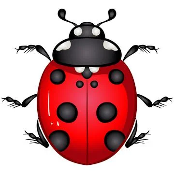 Insect ladybug beetle Stock Illustration
