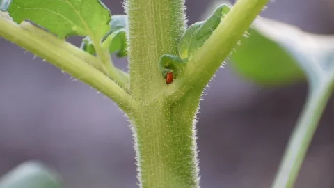 Insect ladybug crawling on a sunflower trunk and hiding under Stock Footage 111288537