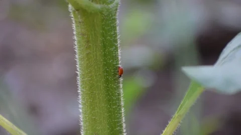 Insect ladybug crawling on the trunk of a sunflower large paln Stock Footage 111288520