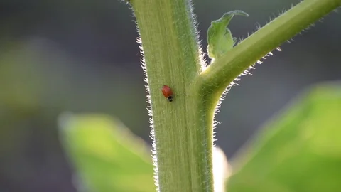Insect ladybug crawling on the trunk of a sunflower Stock Footage 111288552