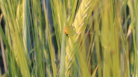 Insect ladybug on an ear of rye in a field Stock Footage 135407302
