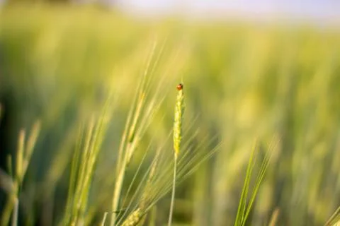 An insect a ladybug on an ear of rye or wheat Stock Photos