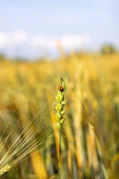 An insect a ladybug on an ear of rye or wheat Stock Photos