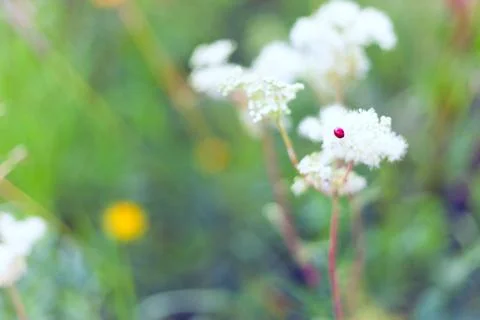Insect (ladybug) on a flower. Stock Photos
