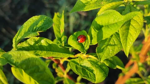Insect Ladybug green leaf. An insect with red back and black dots on green leaf Stock Footage 312273311