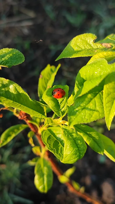 Insect Ladybug green leaf Insect red back and black dots on green leaf Vertical Stock Footage 312273580