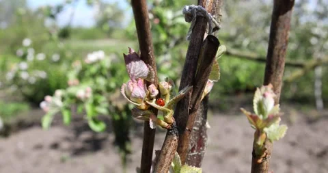 The insect ladybug sits on young leaves of grapes. Stock Footage 196190760