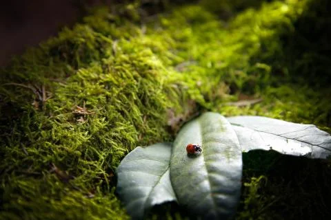 Insect ladybug sitting on a leaf on a stump covered with green moss.Background. Stock Photos