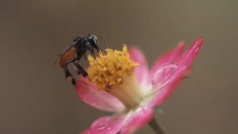 Insect landing on a flower Stock Footage 128141287