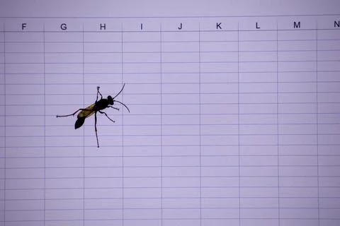 Insect on a laptop screen/ bug in computer Stock Photos