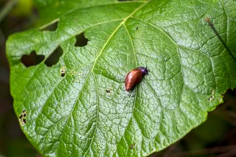 An insect on a large green leaf Stock Photos